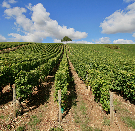 Le vignoble millénaire de Gaillac, visite touristique incontournable du Tarn, au départ du camping en région Occitanie du Chêne Vert, à Castelnau de Montmiral.